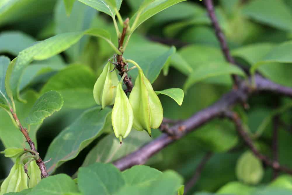 Schneeglöckchenbaum - Halesia monticola