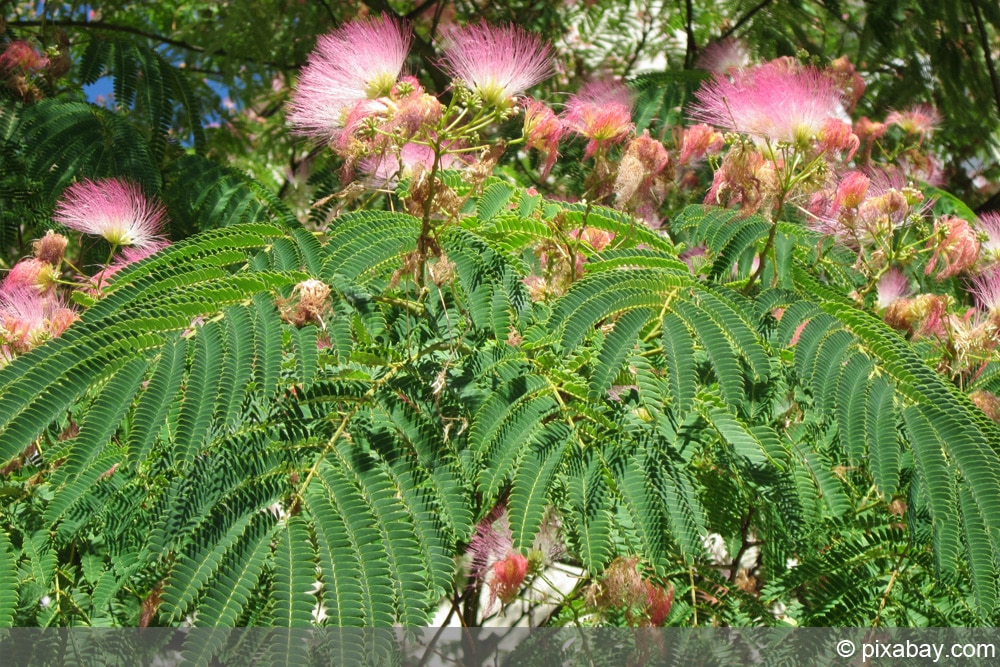 Seidenbaum - Albizia julibrissin