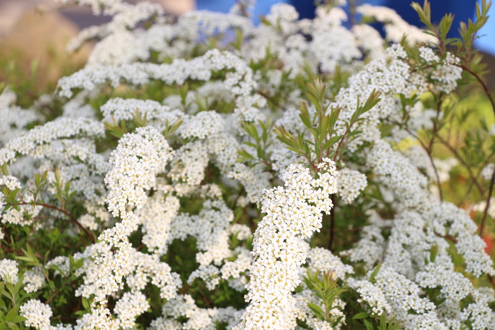 Spiraea arguta, Brautspiere, Schneespiere