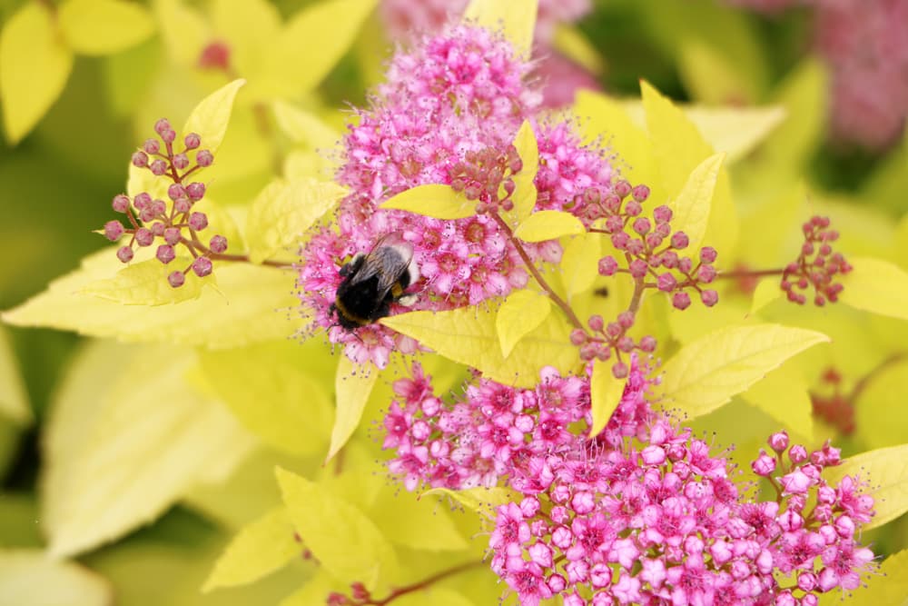 Spiraea japonica, Rosa, Weiße Zwergspiere