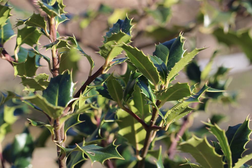 Stechpalme (Ilex aquifolium) als Beeteinfassung