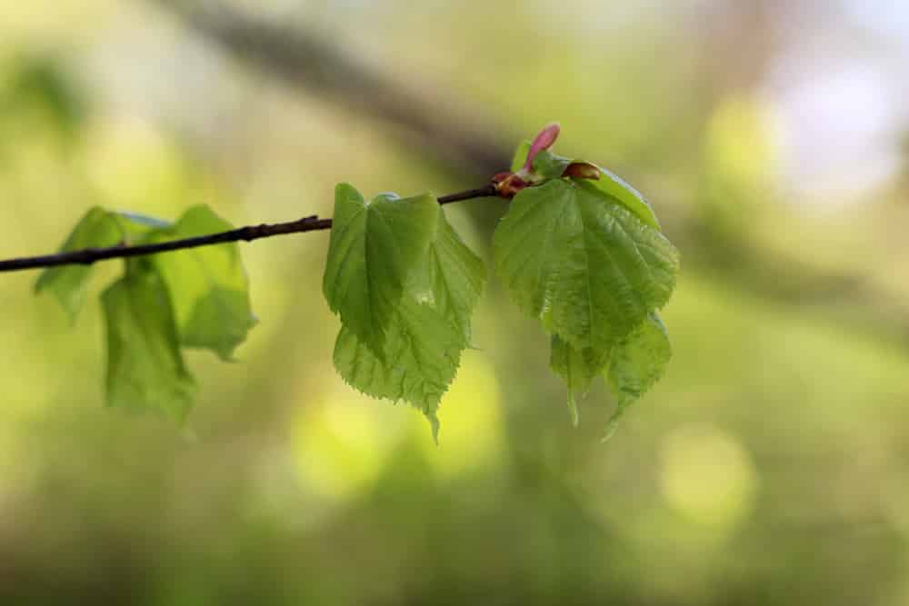 Steinlinde, Winterlinde - Tilia cordata