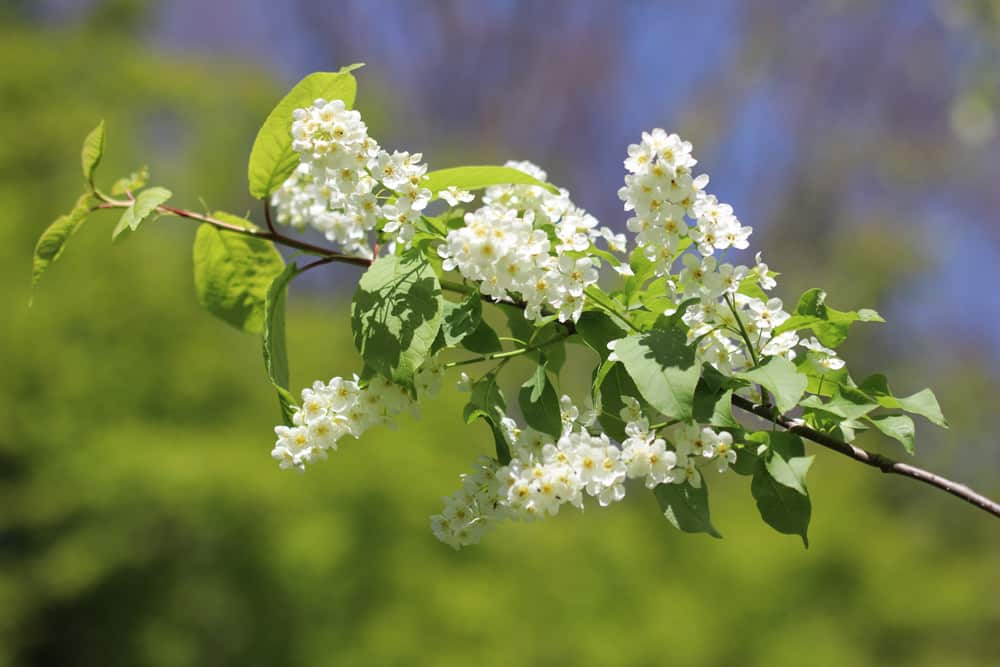 Traubenkirsche (Prunus padus)