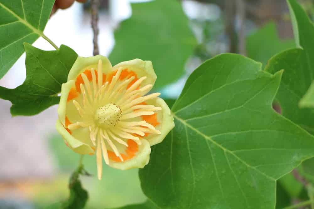 Tulpenbaum - Liriodendron tulipifera