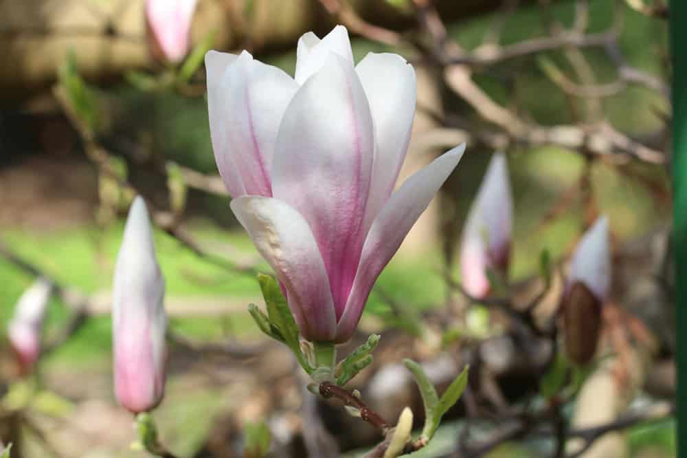 Tulpenmagnolie - Magnolia soulangiana