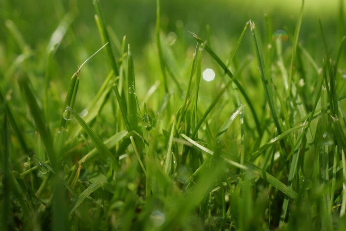 Grassamen keimen wie lange ist die Keimdauer von Rasensamen