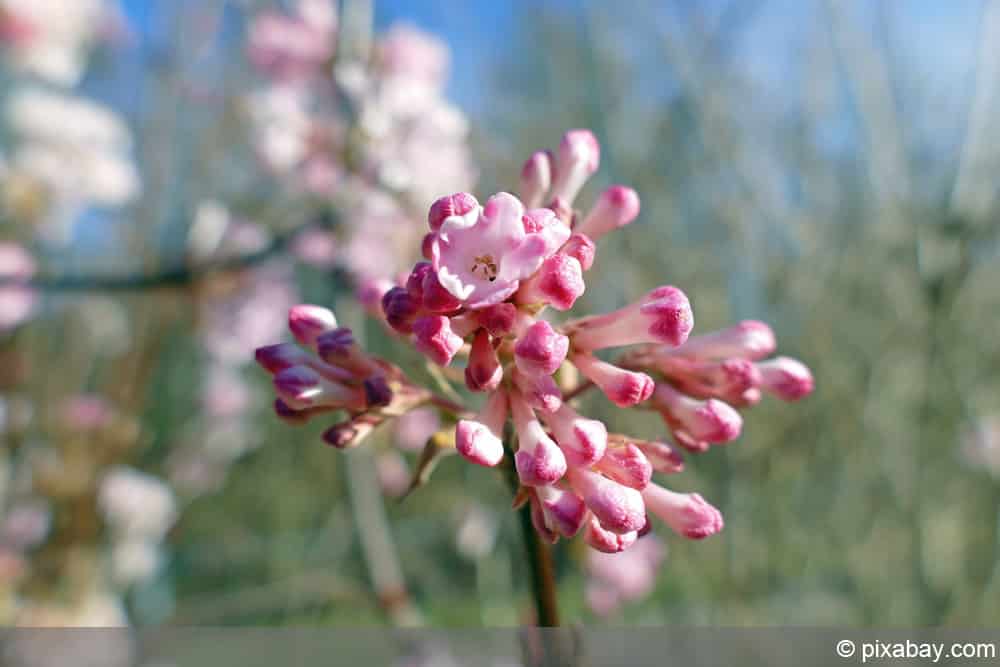 Winterschneeball - Viburnum bodnantense 'Dawn'