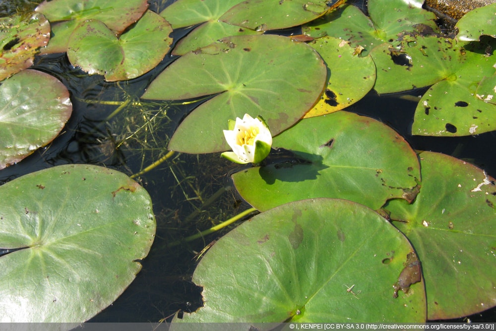 Zwergseerose - Nymphaea tetragona