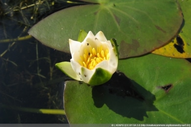 Zwergseerose - Nymphaea tetragona