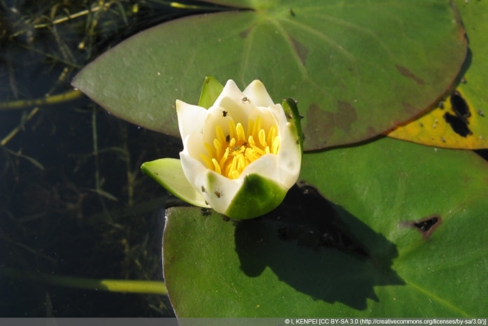 Zwergseerose - Nymphaea tetragona