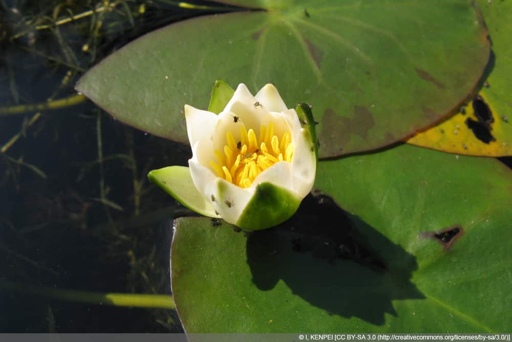 Zwergseerose - Pflege, Pflanzen & berwintern - Hausgarten.net