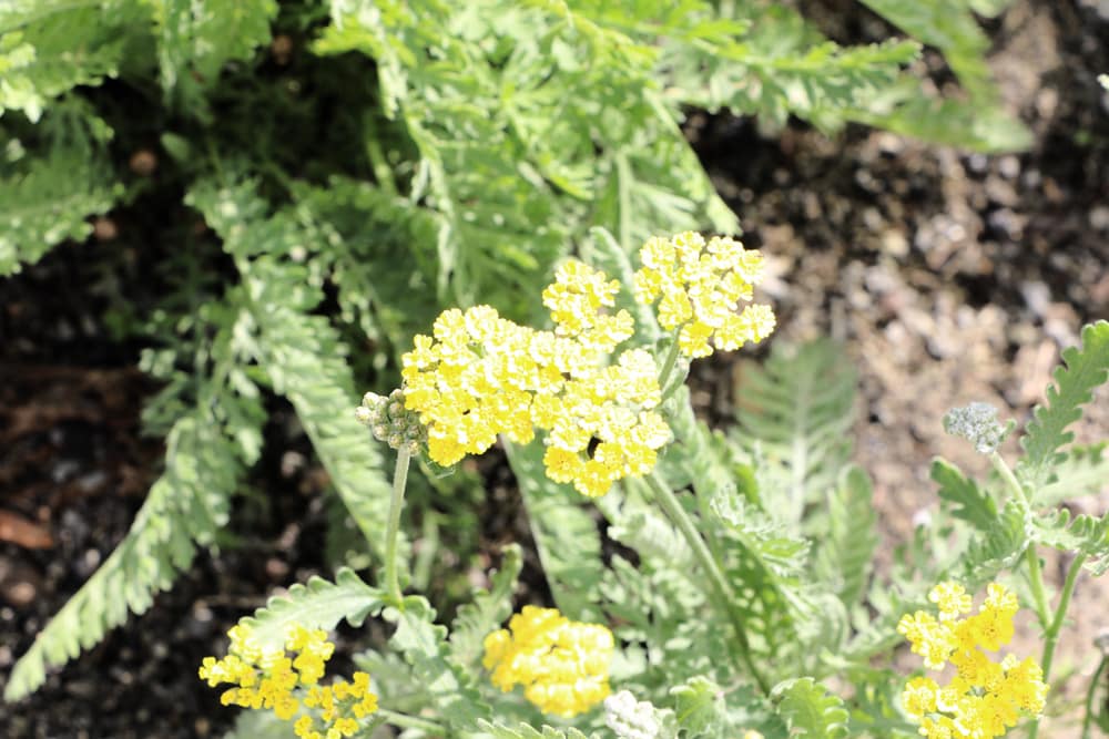 Goldgarbe - Achillea filipendulina