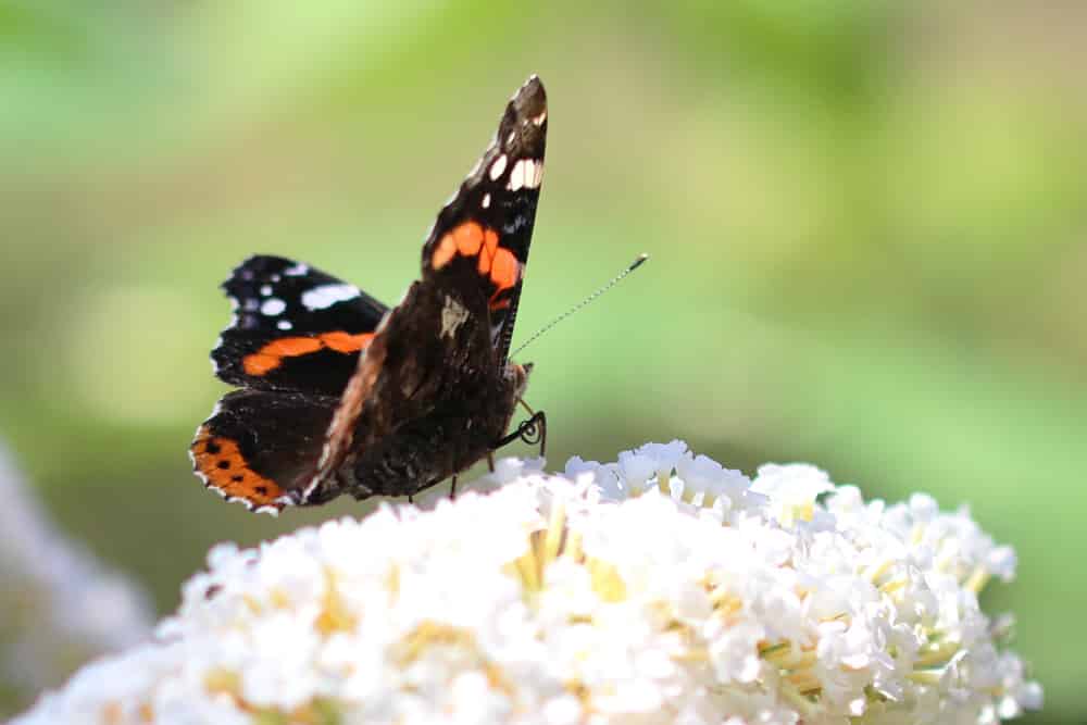 Admiral - Vanessa atalanta