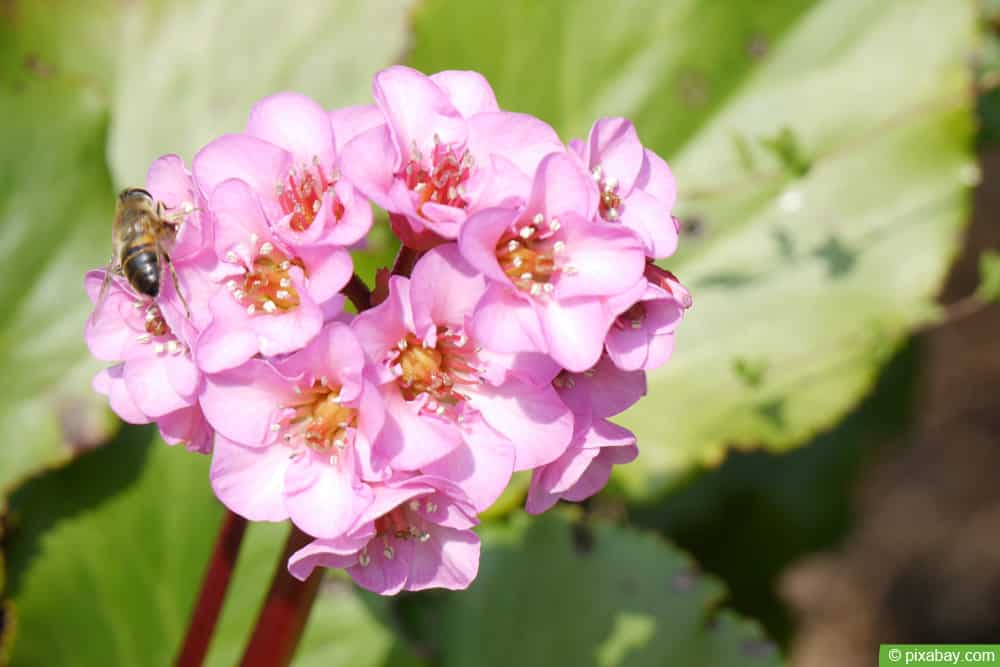 Altai-Bergenie (Bergenia cordifolia)