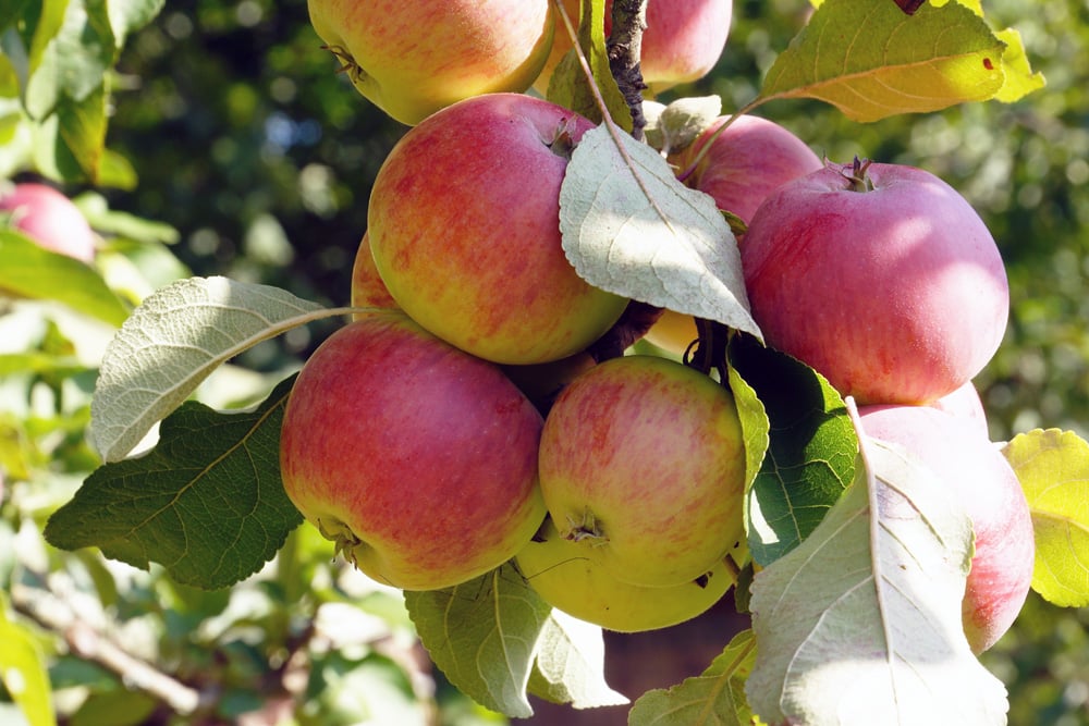 Apfel (malus) im Sommer schneiden