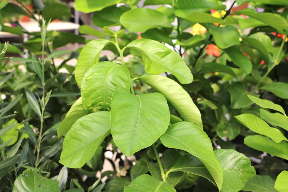 Apfelsine - Orange - Citrus sinensis