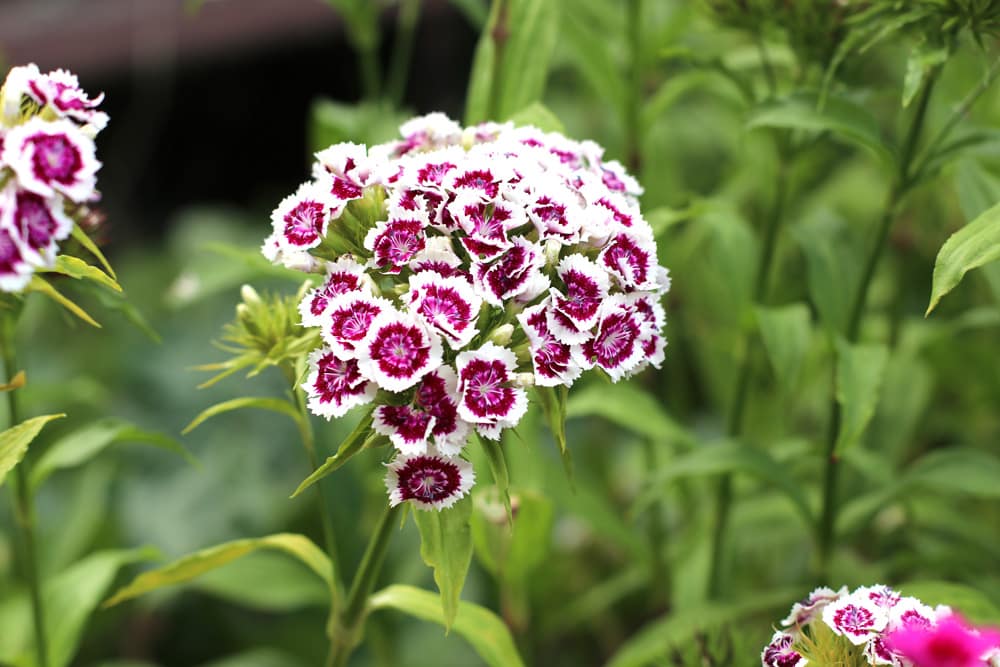 Bartnelke - Dianthus barbatus