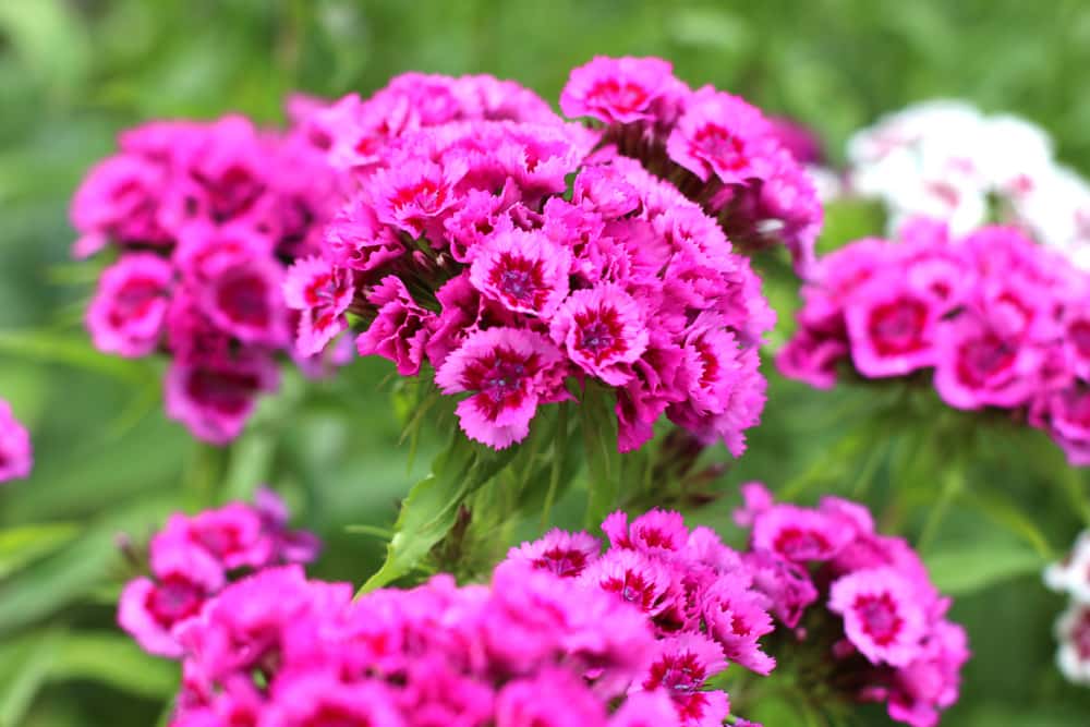 Bartnelke - Dianthus barbatus