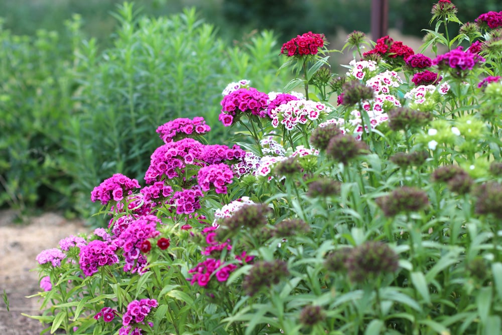 Bartnelke - Dianthus barbatus