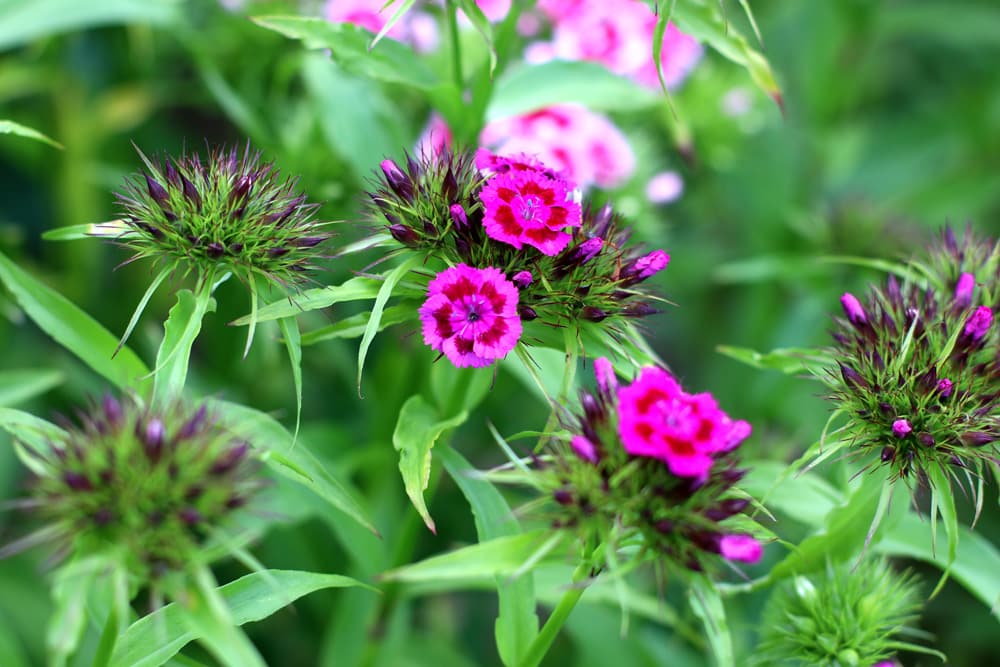 Bartnelke - Dianthus barbatus