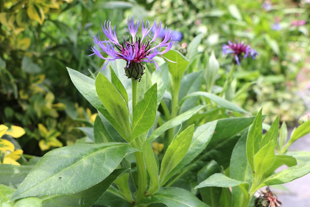 Bergflockenblume (Centaurea montana)