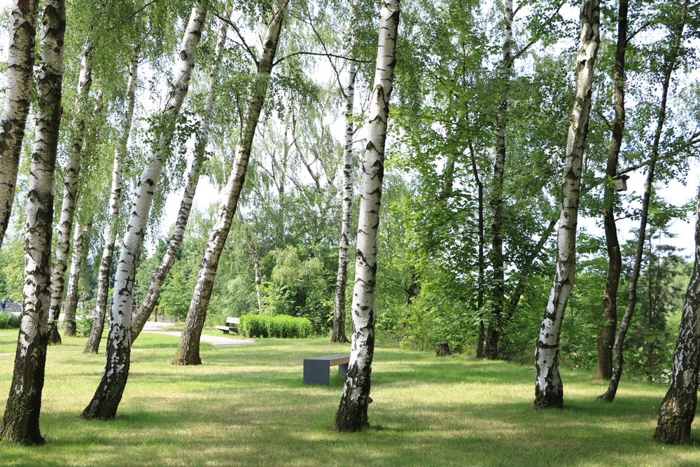 Birken (betula) sollte man im Herbst schneiden