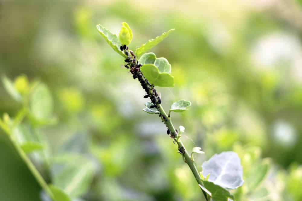 Blattluse an Krutern biologisch bekmpfen |10 Hausmittel & Ntzlinge -  Hausgarten.net