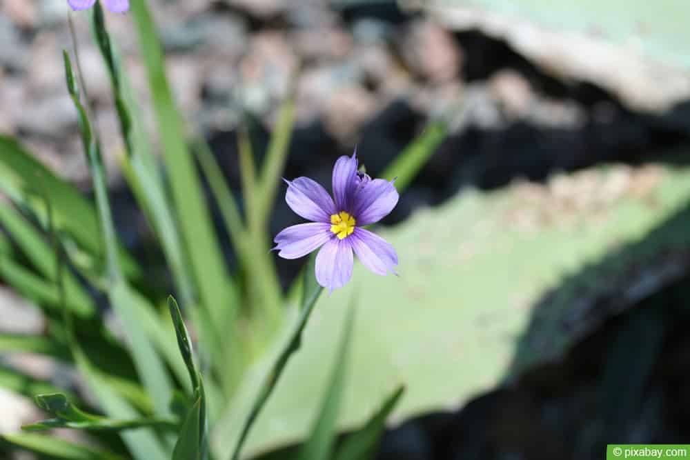 Blaue Binsenlilie (Sisyrinchium angustifolium)