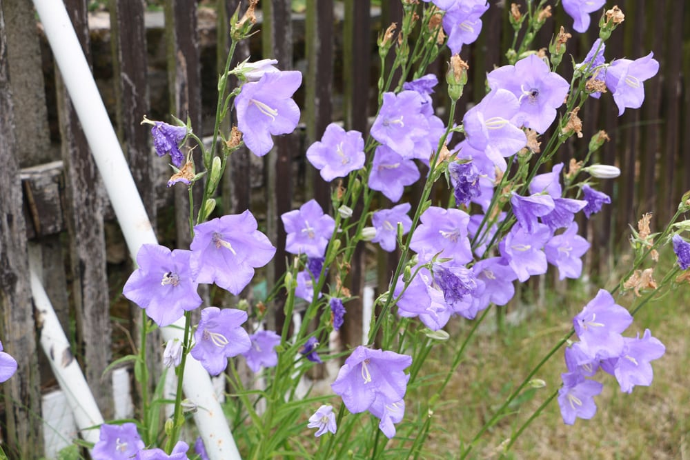 Blaue Glockenblume (Campanula persicifolia)