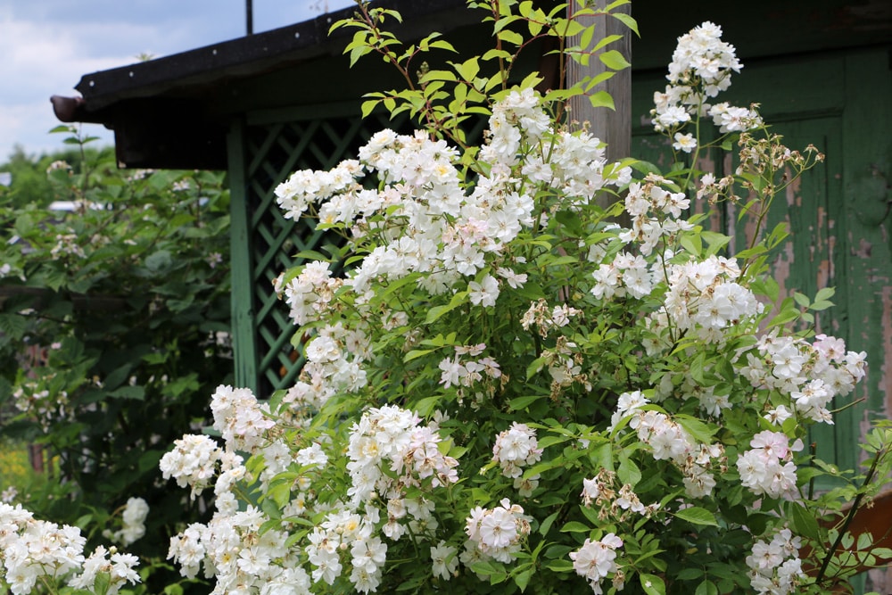 Büschelrose - Rosa multiflora