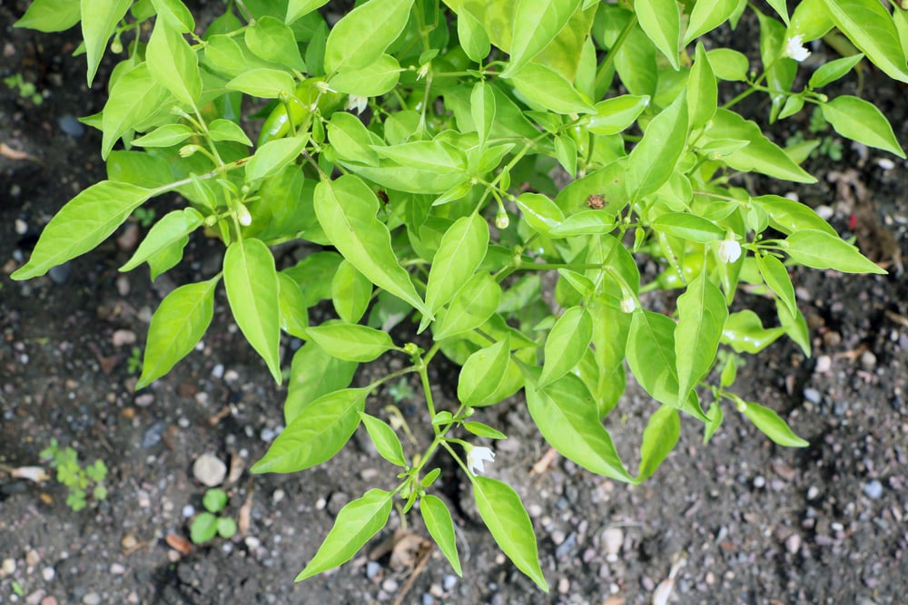 Chili - Capsicum