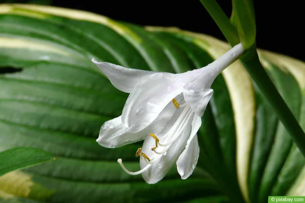 Duft-Funkie (Hosta plantaginea)