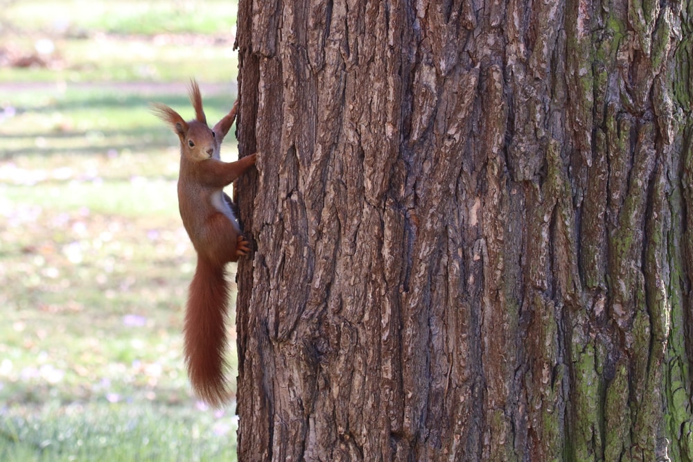 Eichhörnchen