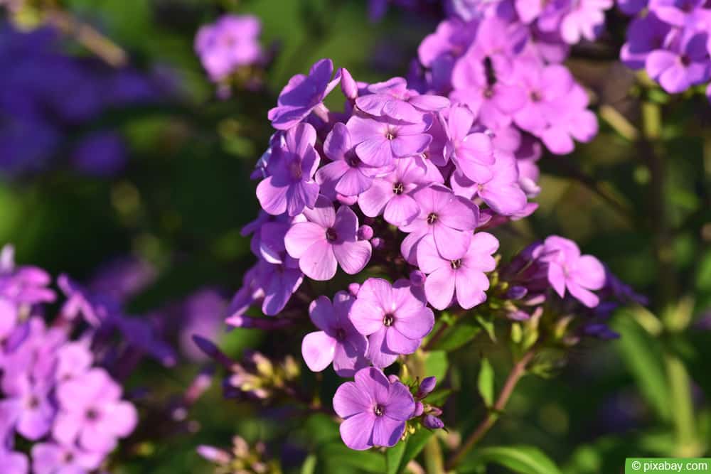 Flammenblume - Phlox paniculata