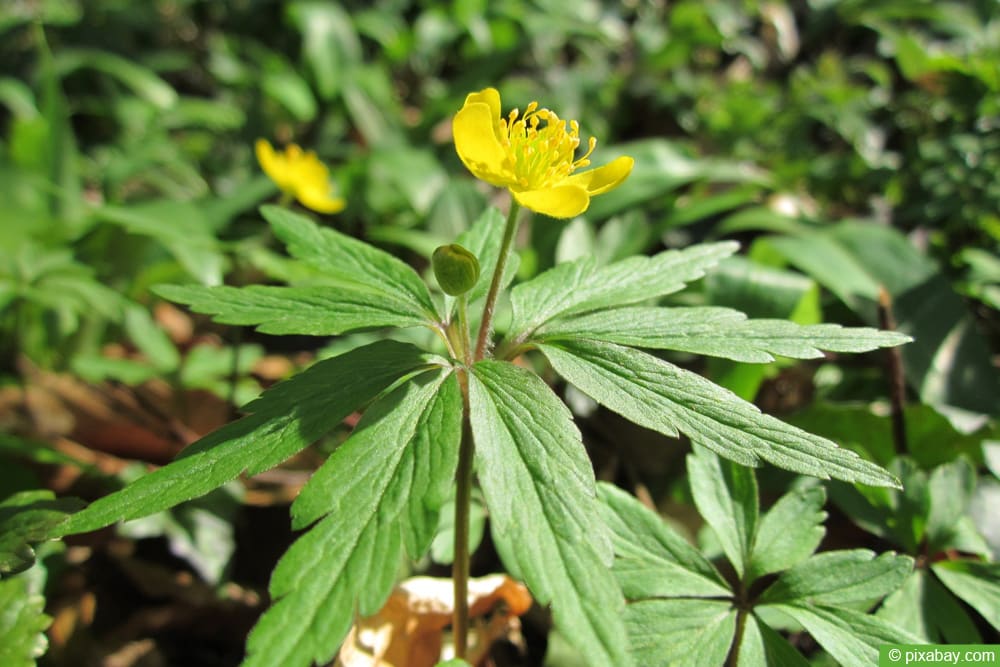 Gelbes Windröschen (Anemone ranunculoides)