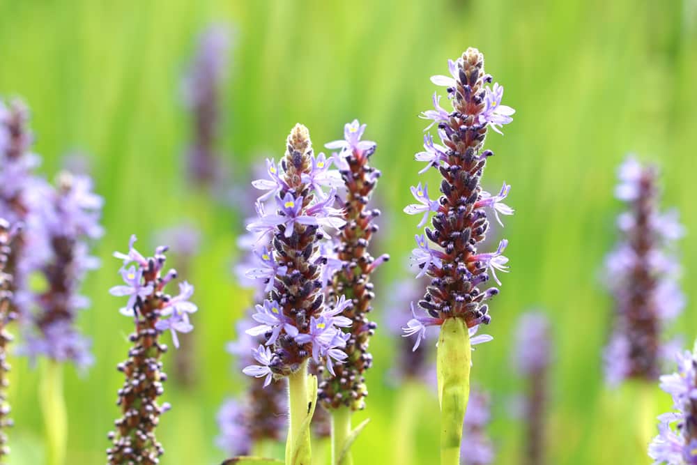 Pontederia cordata - Herzblättriges Hechtkraut