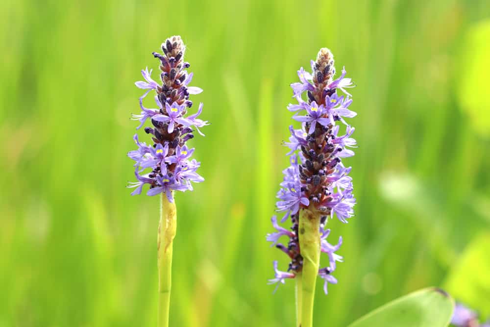 Pontederia cordata, Herzblättriges Hechtkraut