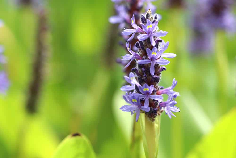 Pontederia cordata, Herzblättriges Hechtkraut