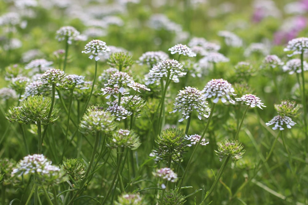 Iberis pinnata - Schleifenblumen