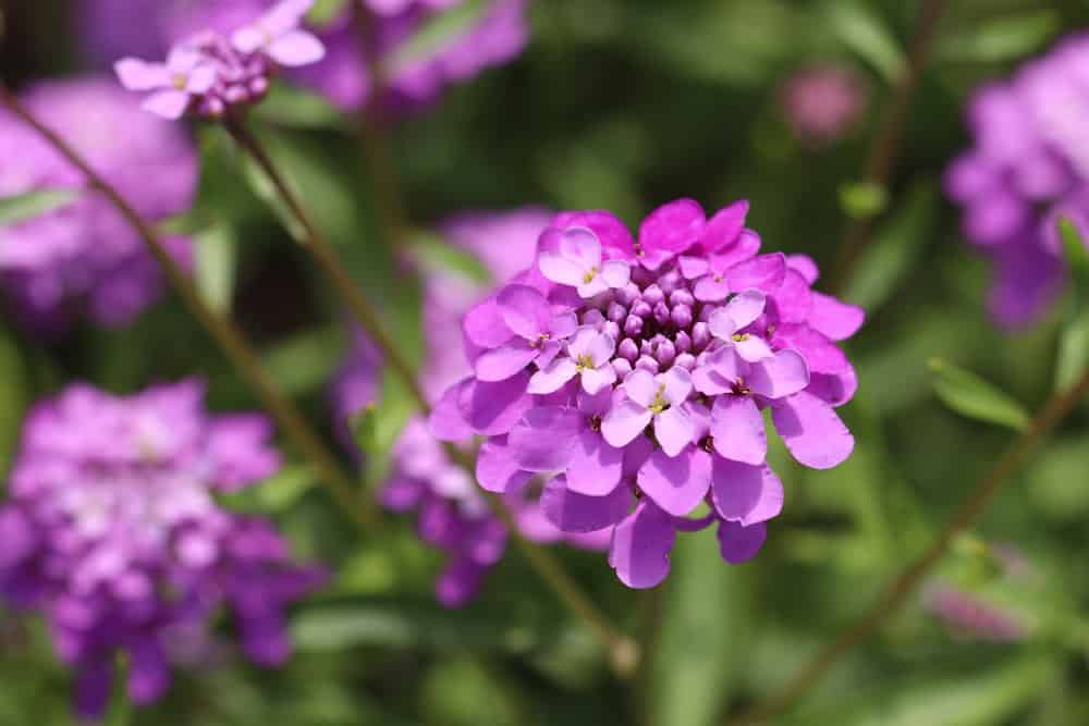 Iberis umbellata - Schleifenblume