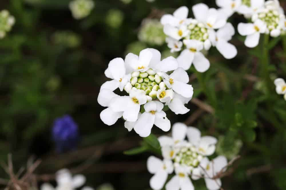 Immergrüne Schleifenblume - Iberis sempervirens