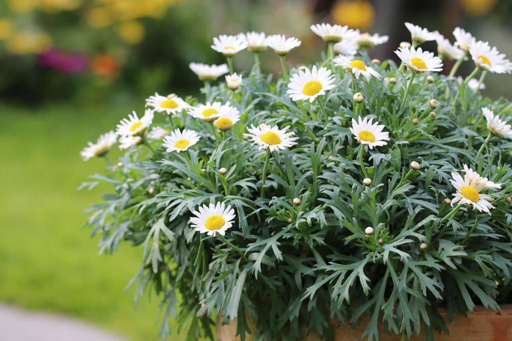 Margeriten - Leucanthemum