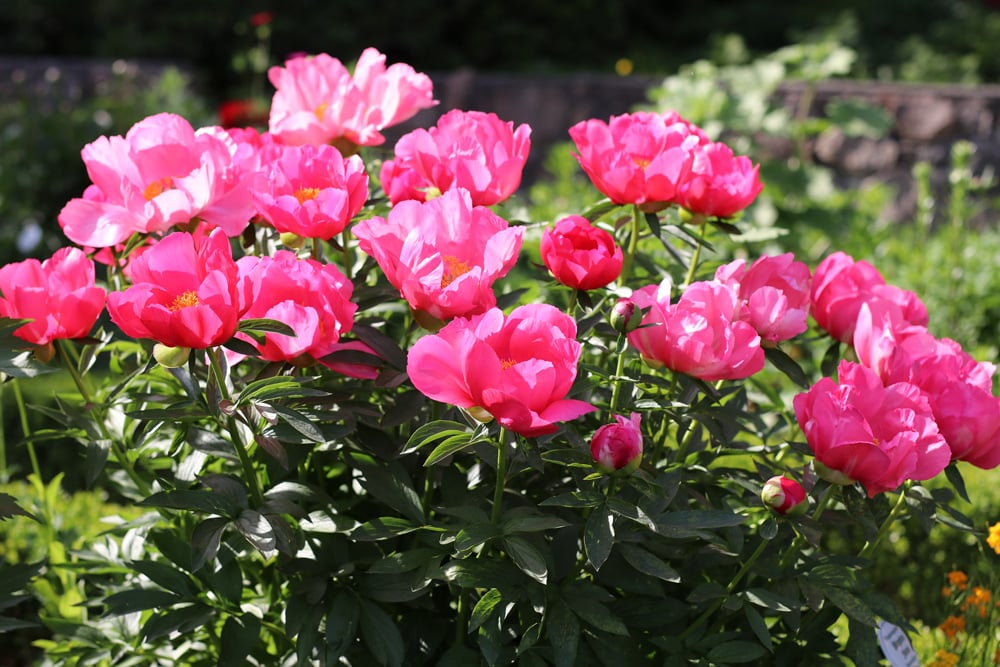 Pfingstrose (Paeonia lactiflora)