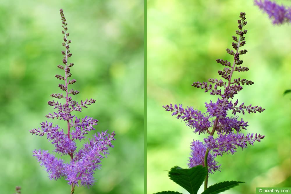 Prachtspiere (Astilbe arendsii)