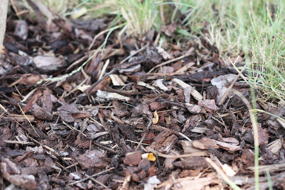 Rindenmulch - Winterschutz für Rosen