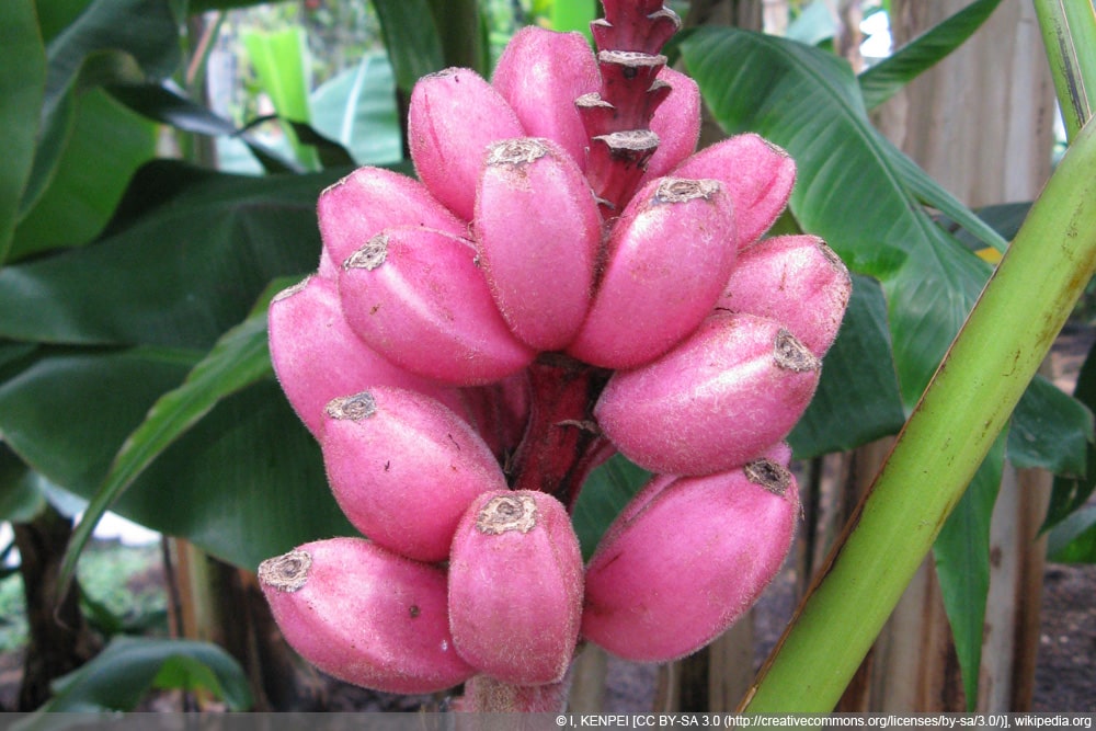 Rosa Zwergbanane - Kenia Banane - Musa velutina