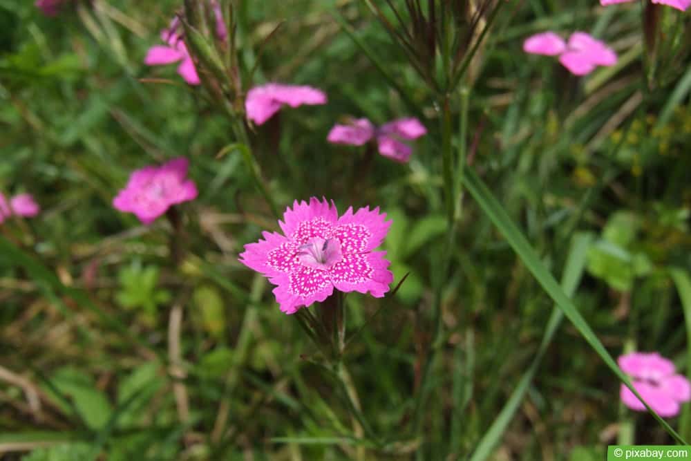 Rote Heidenelke (Dianthus deltoides)