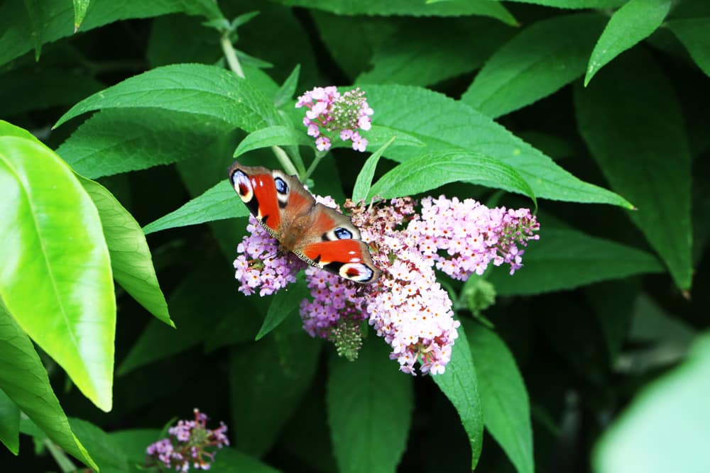 Tagpfauenauge - Inachis io - Schmetterling