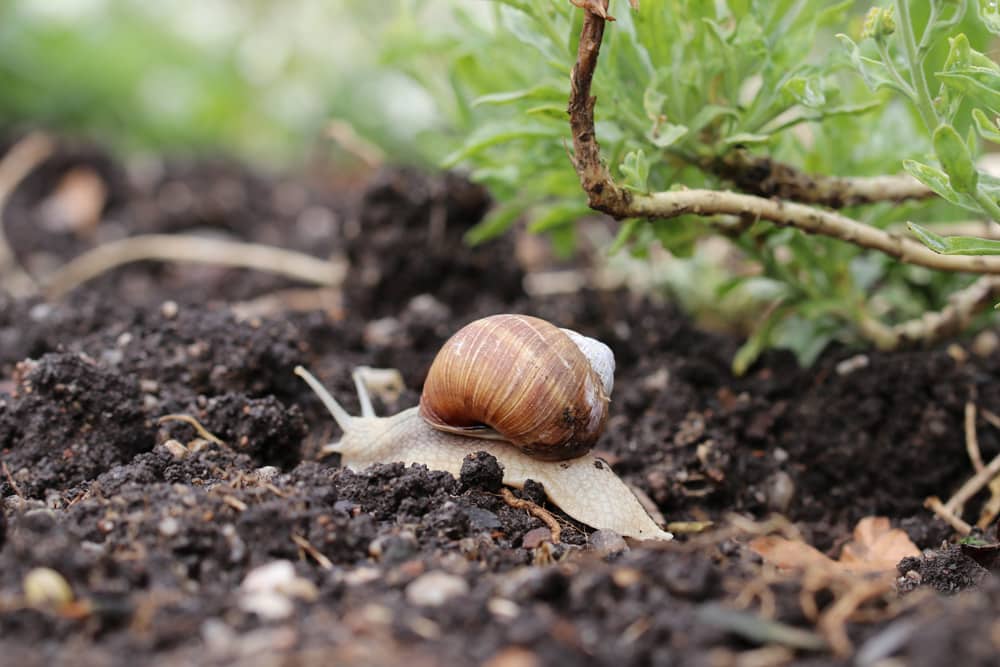 Schnecke