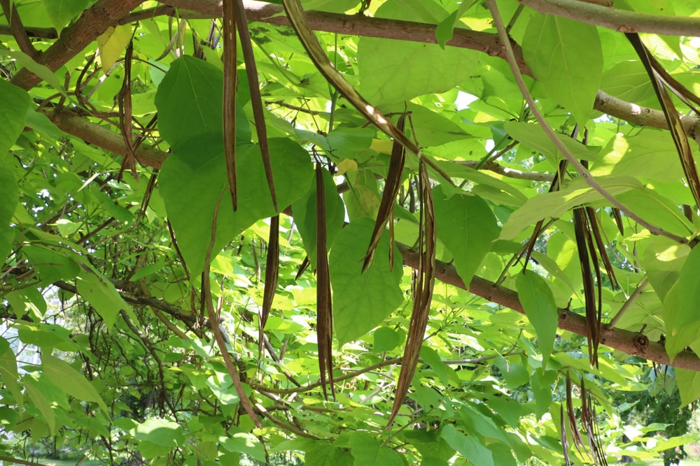 Trompetenbaum - Catalpa bignonioides